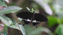 Camera Zooms Out Revealing This Lovely Black And White Butterfly On A Plant In The Forest, Common Mormon Papilio Polytes, Thailand