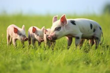 Group Of Piglets Feeding From Their Mother On A Green Field