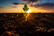 green sprout coming out of the ground with the sunset sun in the background