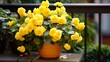 A blooming begonia surrounded by lush leaves, growing in a sunny yellow pot.