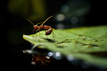 A Small Red Ant On A Leaf In A Pond, In The Style Of Dark Surrealism