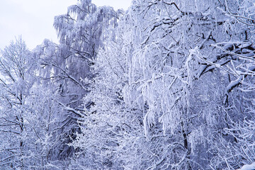 The forest is covered with snow. Frost and snowfall in the park. Winter snowy frosty landscape.