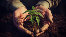 Farmer Hands Holding A Medical Marijuana Plant