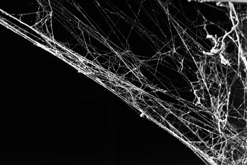 Wall Mural - spider web on a dark background,for halloween,business abstraction