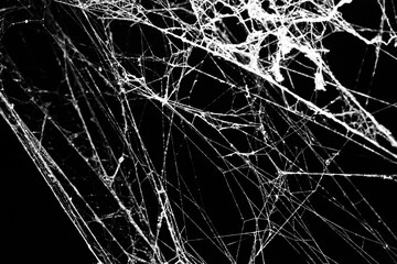 Wall Mural - spider web on a dark background,for halloween,business abstraction