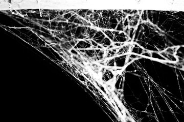 Wall Mural - spider web on a dark background,for halloween,business abstraction