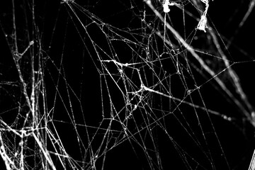 Wall Mural - spider web on a dark background,for halloween,business abstraction