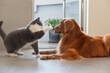 British shorthair cat playing with golden retriever