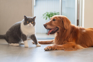 Wall Mural - Golden Retrievers and British Shorthairs