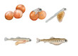 a realistic illustration showing life cycle of atlantic salmon (Salmo salar)
