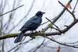 © Alfazet Chronicles - crow cawing on a tree branch in overcast sky