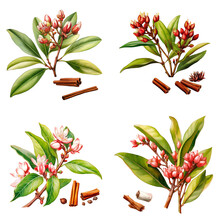 Set of watercolor flower buds of the clove tree isolated on transparent background	

