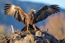 Buzzard Spreading Its Wings While Standing On A Rock