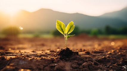 Young plants growing in arid soil, environmental concept.