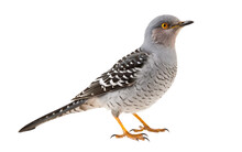 Cuckoo Bird In The Wild On Transparent Background