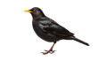 The Common Blackbird on Transparent background