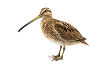 Common Snipe A Wetland Wader On Transparent Background