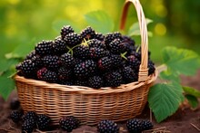 Wicker Basket With Ripe Blackberries Outdoors Culture. Sweet Farm Fruit Leaves. Generate Ai