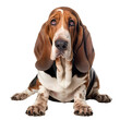 Portrait of basset hound dog sitting isolated on transparent background