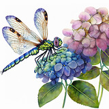 Fototapeta  - Kwiaty hortensji i ważka na białym tle. Ilustracja, akwarela