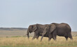 two african elephants grazing peacefully together in the wild savannah of the masai mara, kenya