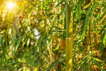 Wall Mural - Green Bamboo forest, Natural as background.