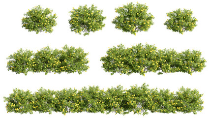 Wall Mural - set of shrubs, 3D rendering with transparent background, for illustration, digital composition, architecture visualization