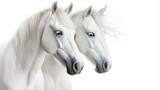 Fototapeta Konie - A Majestic Pair: White Stallion and Mare Galloping in a Group of Domestic Animals generated by AI tool 