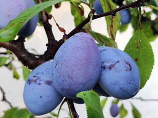 Wall Mural - ripe plums growing on the tree