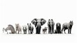 Collection of wild creatures, elephant, tiger, deer, rabbit, parrot, hawk, hippo, giraffe, rhino on white foundation