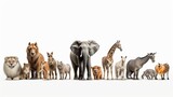 Fototapeta Zwierzęta - Collection of wild creatures, elephant, tiger, deer, rabbit, parrot, hawk, hippo, giraffe, rhino on white foundation