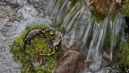 Poster - The sweet hug between two fire salamander (Salamandra salamandra)