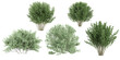Plinia Cauliflora,Viburnum Dentatum trees with transparent background, 3D rendering, for illustration, digital composition, architecture visualization