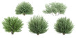 Jungle Mugworts,Salix purpurea,Myrtle trees shapes cutout 3d render set