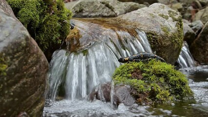 Sticker - The waterfalls and the fire salamander (Salamandra salamandra)