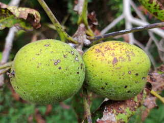 walnut fruits growing on the tree 
