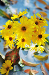 False Sunflower (Heliopsis helianthoides) in a vase in the sun. Heliopsis flowers  in sunny autumnal day. Bright sunny flower, yellow.Selective focus and shallow depth of field.