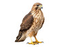 Bird of Prey Hawk on isolated background