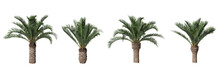 Phoenix Canariensis Or Pineapple Palm Plants Isolated On Transparent Background