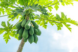 Fresh green papaya fruit hanging from branch. papaya tree garden and healthy food concept, group of papaya, macro