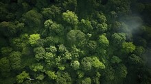 Aerial Top View Forest Tree, Rainforest Ecosystem And Healthy Environment Concept And Background, Texture Of Green Tree Forest View From Above