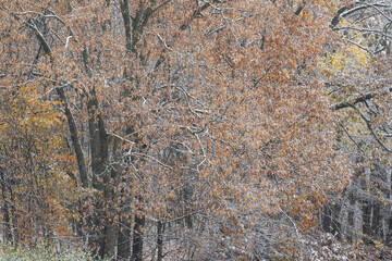 Wall Mural - Autumn landscape of snow flocked forest, Yankee Springs State Park, Michigan, USA