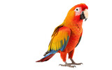 Fototapeta Zwierzęta - Parrot Behavior and Characteristics Transparent PNG