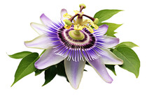 Passion Flower Nature Intricate Beauty Transparent PNG