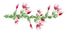 Branch Of Schlumbergera, A Brazilian Cactus. Horizontal Image Of A Green Cactus Branch With Pink Flowers, Buds And Opened. Hand-drawn Watercolor Image On A White Background