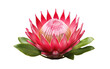 Exquisite Protea Flowers Guide Transparent PNG