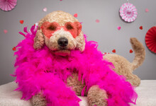 Portrait Of A Miniature Goldendoodle Wearing Sunglasses And A Pink Feather Boa