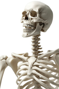 Skeleton in presenting on transparent background.