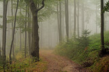 Fototapeta Desenie - Leśna droga we mgle.