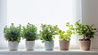 a row of green leafy plants in pots background.